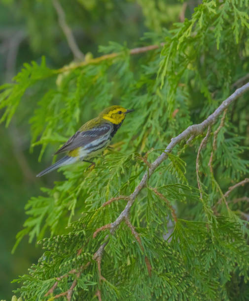 istock Black-throated Green Warbler 2156423071