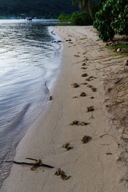 Moorea Sand Beach And Ocean Water French Polynesia South Pacific Green Plants