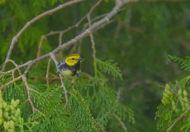 istock Black-throated Green Warbler 2156423097