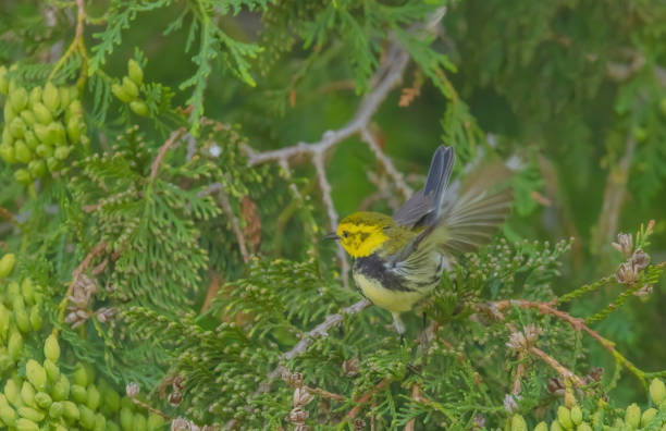 Black-throated Green Warbler