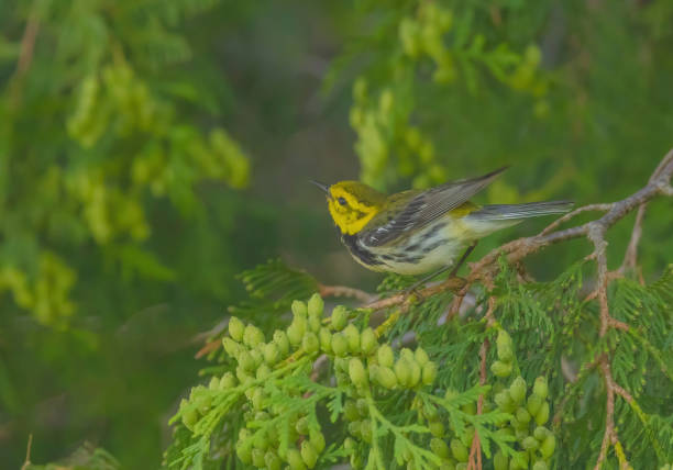 istock Black-throated Green Warbler 2156423128