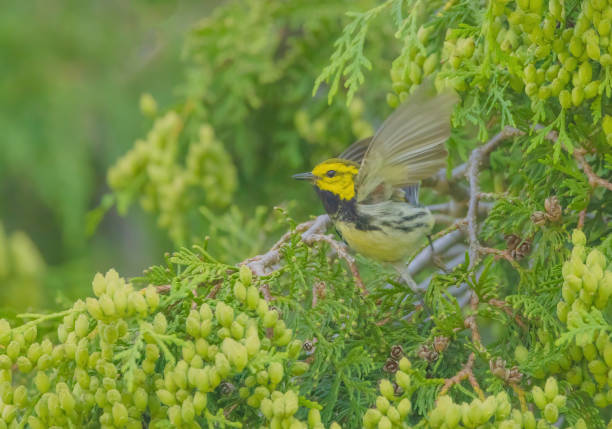 istock Black-throated Green Warbler 2156423134