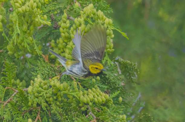 istock Black-throated Green Warbler 2156423145