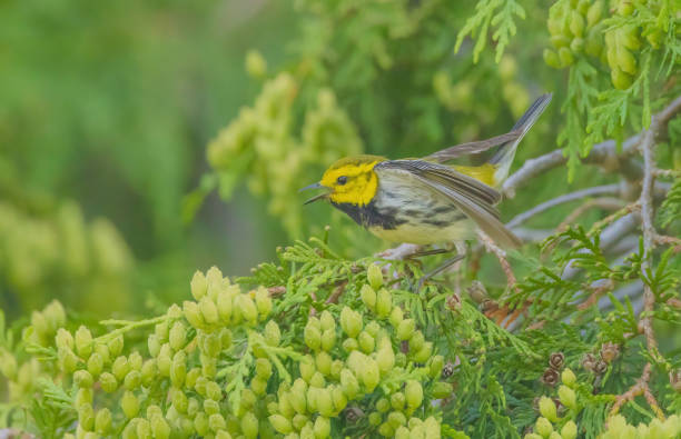 istock Black-throated Green Warbler 2156423147
