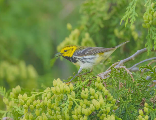 istock Black-throated Green Warbler 2156423148