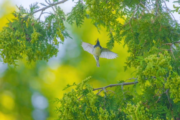 The Black -throated Green Warbler with its wings fanned out in flight.