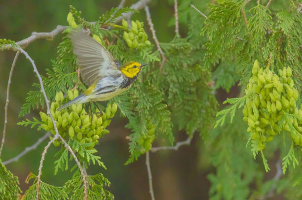 Black-throated Green Warbler