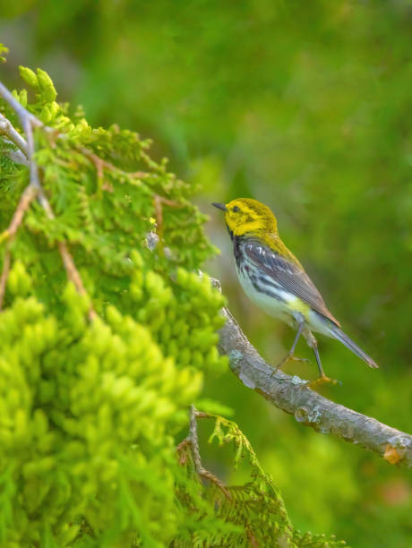 istock Black-throated Green Warbler 2156423236