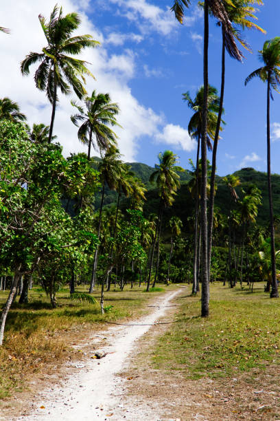 istock Sandy Trail Amid Coconut Trees Moorea French Polynesia 2156423275