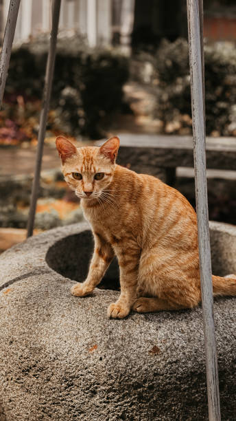 istock typical native Indonesian cat in the park 2156423950