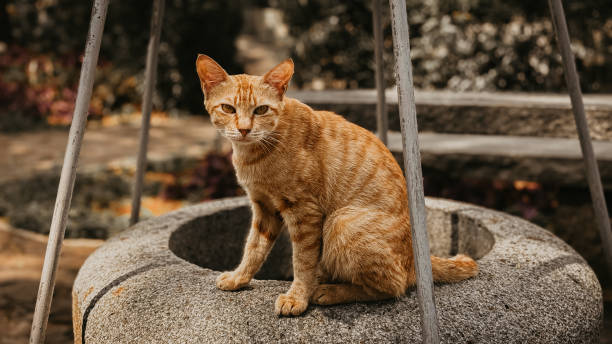 typical native Indonesian cat in the park