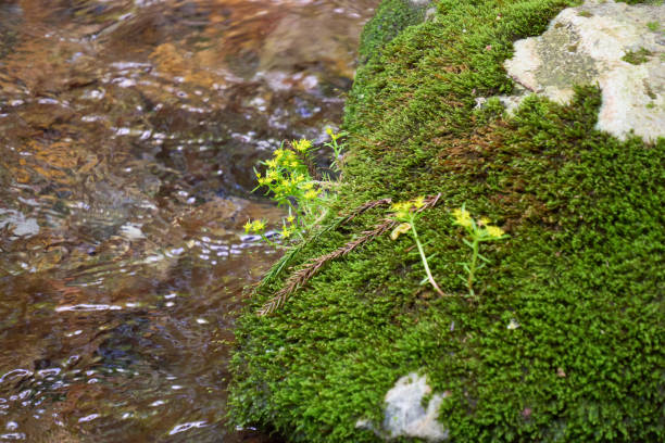istock [Shinshiro] Spring flowers blooming on rocks by a mountain stream 2156423990