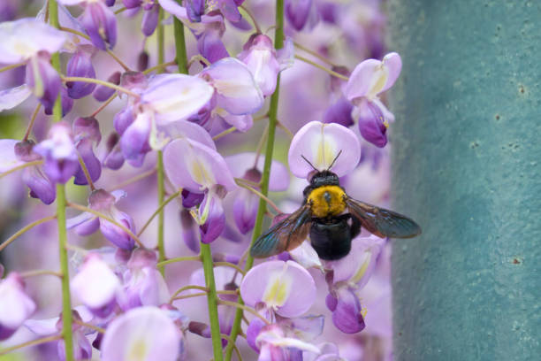 A carpenter bee sucking nectar from a wisteria flower.