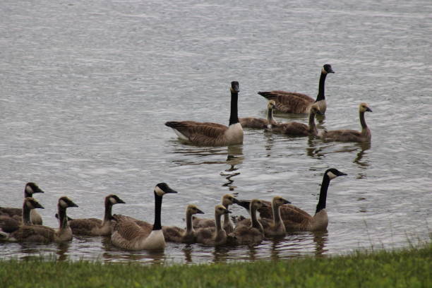 istock Canadian geese and goslings 2156424325