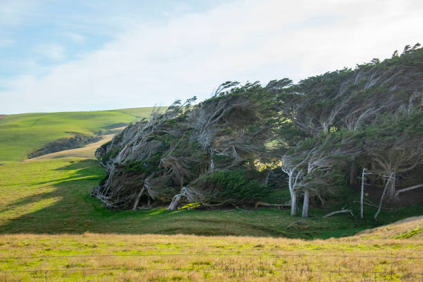 The Trees of Slope Point - New Zealand