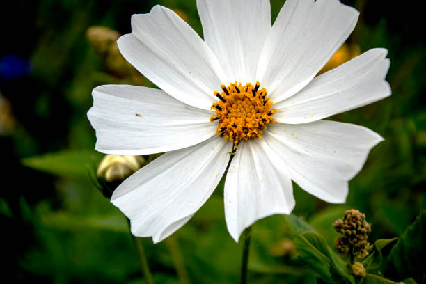 istock white cosmos flower on a natural background 2156425241
