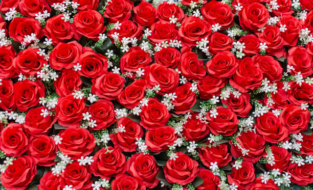 istock Several red roses form a background interspersed with small white flowers. 2156426716