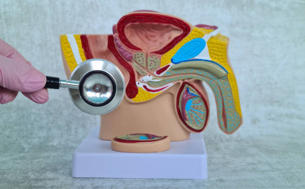 istock A Gloved Hand Holds A Stethoscope Near A Male Reproductive System Model 2156426970