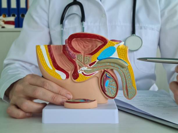 istock Doctor Explaining Male Reproductive System Anatomy Model 2156426993