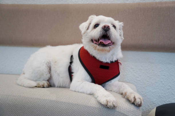 White Maltese dog in a red harness sitting on the sofa