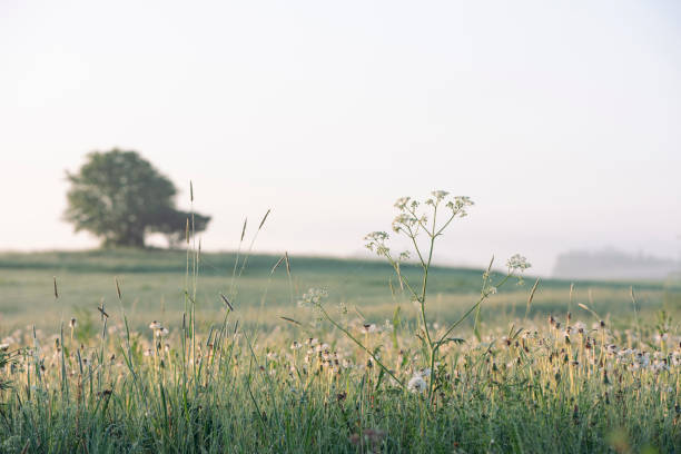 Cows parsley in the meadow in the beautiful hazy morning sun