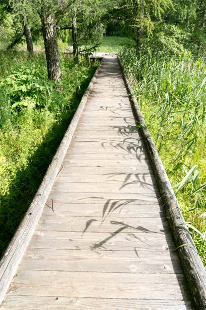 istock A wooden boardwalk over the wetlands 2156434216
