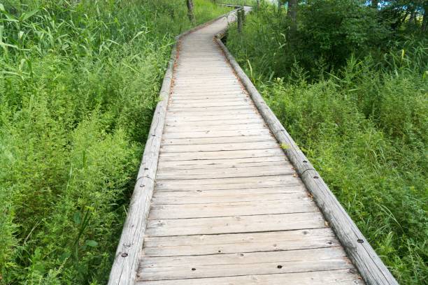 A wooden boardwalk over the wetlands