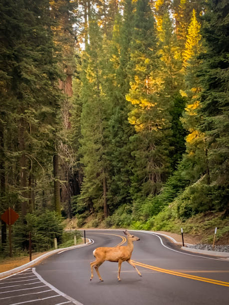 During a hike in a trail nearby multiple people scattered around amazed by the sight of such a beautiful animal crossing the road to reunite with its family.