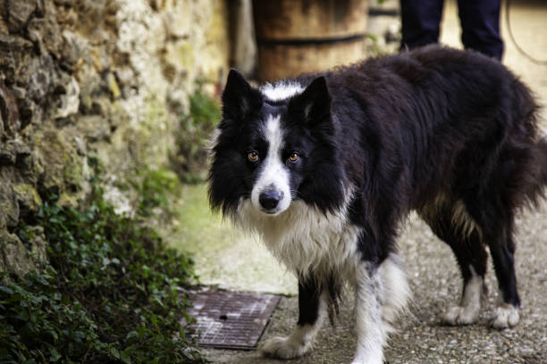 Border collie dog on the street, domestic animal, pet
