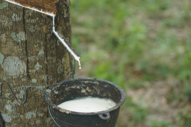 istock The rubber tree that was tapped Latex that is flowing down in the supporting container 2156436717