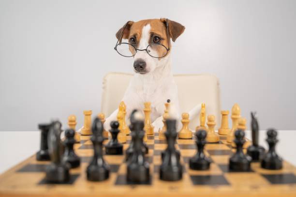 istock Smart dog jack russell terrier in glasses plays chess on a white background. 2156437382