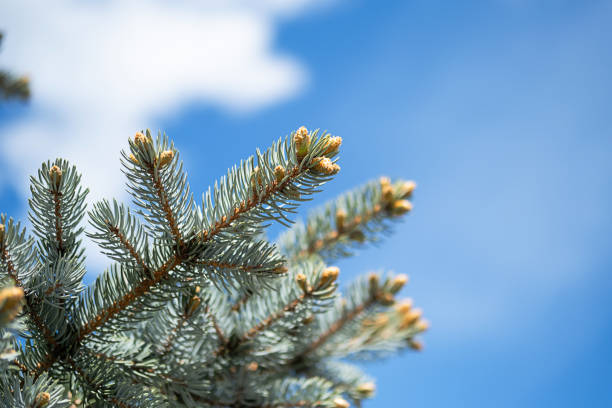 Detail of blue spruce tree against cloudy sky.