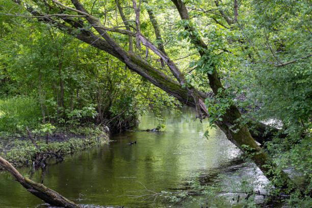 istock Rustic creek flowing through a wooded area 2156439429