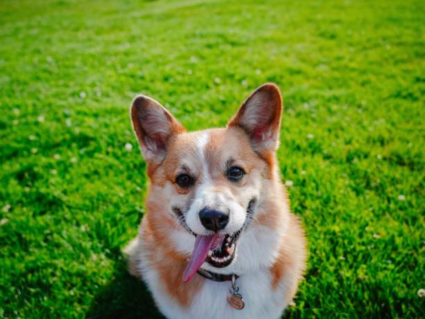 istock Happy Corgi in Sunny Grassy Park 2156441061