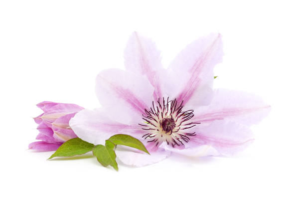 istock Purple clematis with green leaves. 2156442250