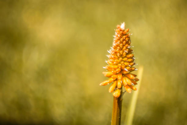 A small flower with a strange structure, blooming in June.