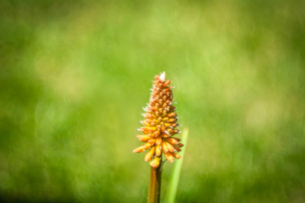 A small flower with a strange structure, blooming in June.
