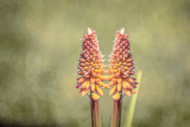 A small flower with a strange structure, blooming in June.