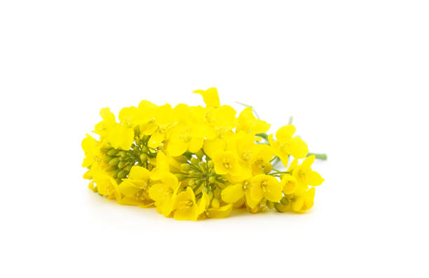 istock Rapeseed yellow flowers. 2156442734