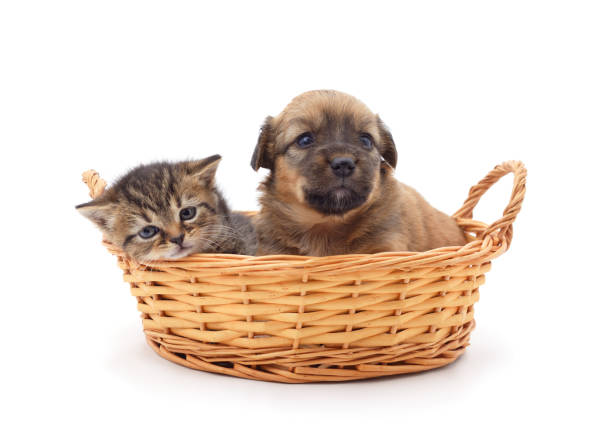 Cat and dog in the basket. Cat and dog in the basket isolated on a white background. kitten gift stock pictures, royalty-free photos & images