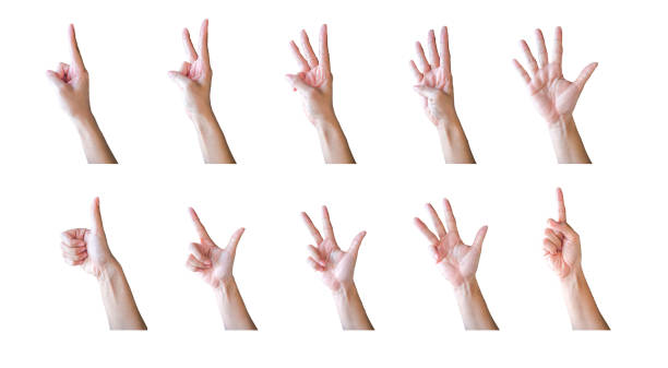 istock Set of woman's hand . Isolated on white background 2156443006