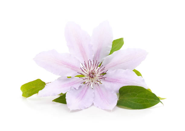 Purple clematis with green leaves isolated on white background.