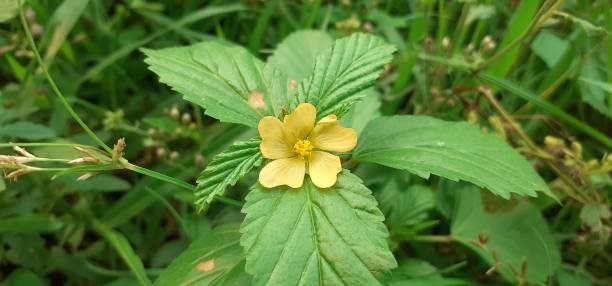 Prickly Malvastrum Flower Blooming on Green Leaves Background