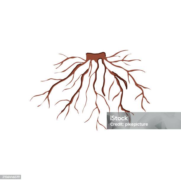 Entrenched Roots Cartoon Image Branch Tree Root Cartoon Vector Illustration Stock Illustration ...