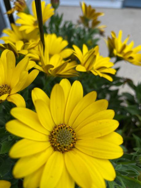 istock Vibrant yellow daisies bursting with sunshine 2156447650