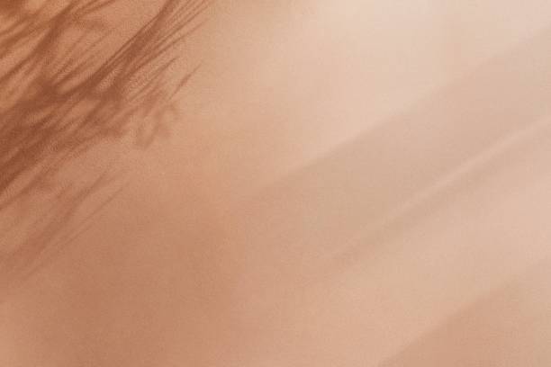istock Plant shade on a light orange wall 2156447700