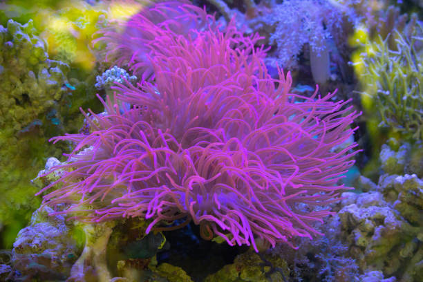 istock Closeup up a colorful sea anemone 2156448906