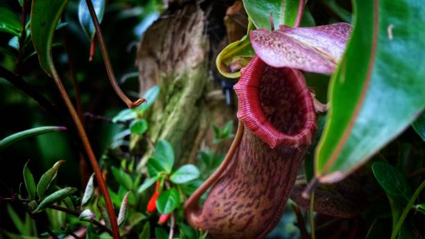 istock Nepenthes Mirabilis Carnivorous Pitcher Plant 2156449481