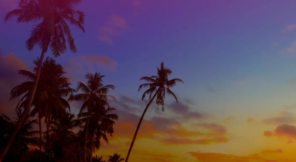 istock Banner Summer with colorful theme as palm trees background as texture frame background 2156452923