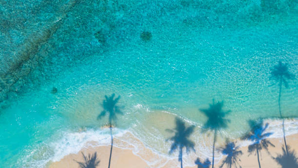 istock Summer palm tree  and Tropical beach with blue  of seashore background 2156452924